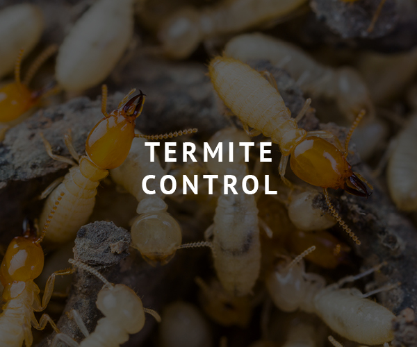 Brunson Pest Control Termite Control